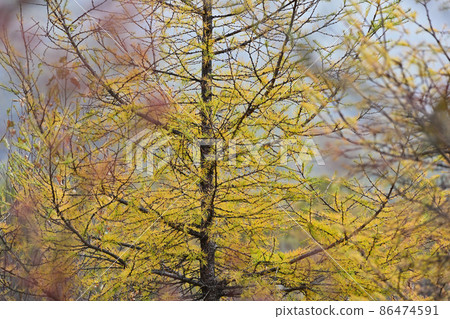 Autumn cedar 86474591