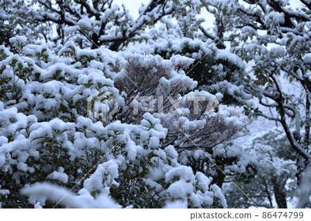 住宅小區種植和降雪風景 住宅小區種植和降雪風景 86474799