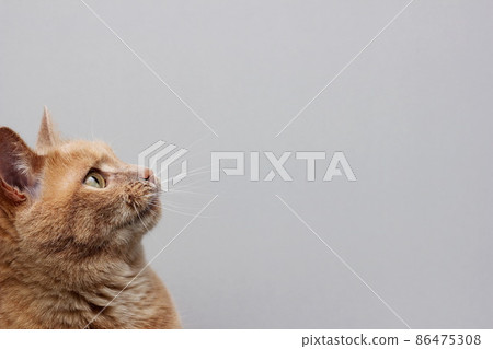 The head of a red cat. A ginger cat looking up in front of him. 86475308