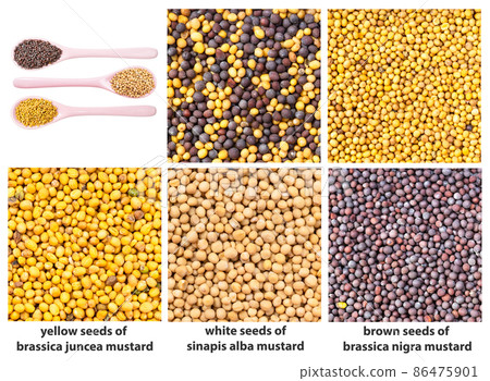 various mustard seeds with names close up 86475901