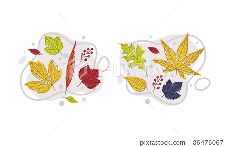Autumn Bright Foliage with Different Leaf Color Vector Composition Set Autumn Bright Foliage with Different Leaf Color Vector Composition Set 86476067