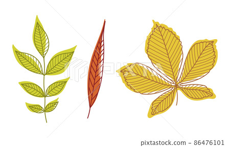 Colorful Autumn Leaf with Veins as Seasonal Foliage on Stem Vector Set 86476101