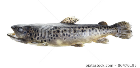 frozen brown trout isolated on white 86476193