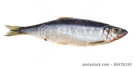 frozen pacific herring isolated on white 86476195