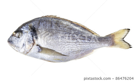 frozen whole orata fish isolated on white 86476204