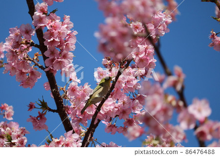 White-eye resting on cherry branch 86476488