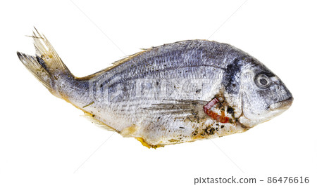stuffed with vegetables sea bream isolated 86476616