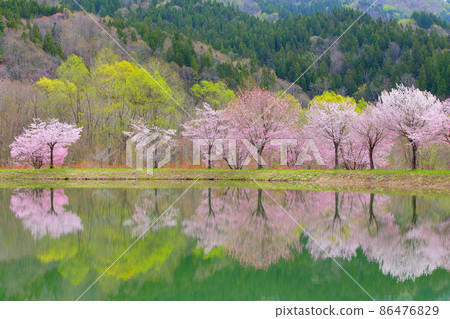 Spring swamp Sakura Sakura Yamazakura Yamazakura 86476829
