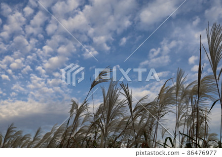 雲和Susuki 86476977