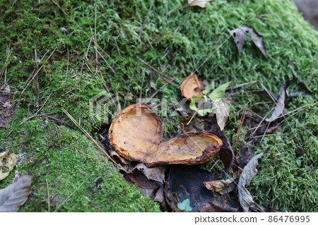 Dead leaves 86476995