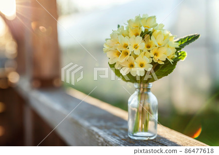 Easter concept. Bouquet of Primrose Primula with yellow flowers in glass vase under soft sunlight and blurred backdrop. Inspirational natural floral spring or summer blooming background. Copy space Easter concept. Bouquet of Primrose Primula with yellow flowers in glass vase under soft sunlight and blurred backdrop. Inspirational natural floral spring or summer blooming background. Copy space 86477618