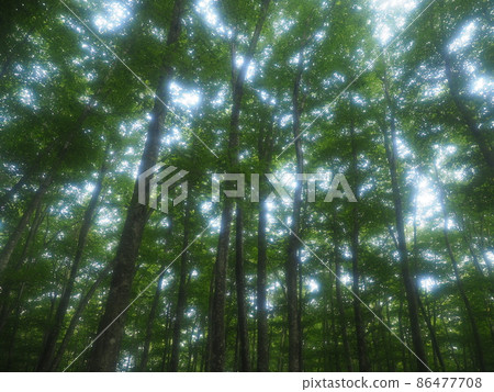 Niigata beautiful forest 86477708