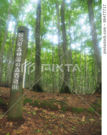 Niigata beautiful forest 86477717