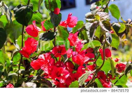 Beautiful blooming bougainvillea in garden Beautiful blooming bougainvillea in garden 86478570