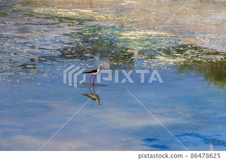 Black-winged stilt (Himantopus himantopus) on the lake 86478625