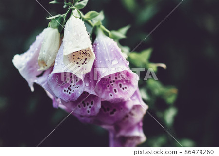 Foxglove flowering plant closeup - Digitalis purpurea growing in the garden 86479260