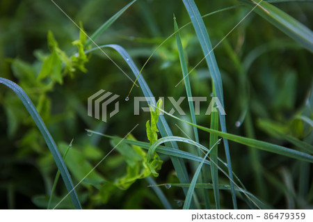 green grass close-up early in the morning with drops of dew green grass close-up early in the morning with drops of dew 86479359