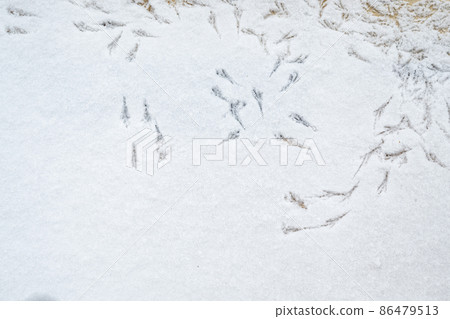 Many amazing footprints of birds in the white snow in winter. Many amazing footprints of birds in the white snow in winter. 86479513