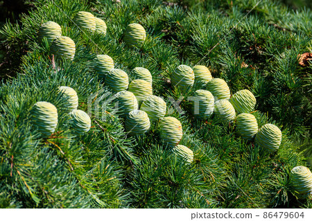 Young cones growing on a branch of a Cedar Tree (Cedrus libani) Cedar of Lebanon or Lebanon Cedar 86479604