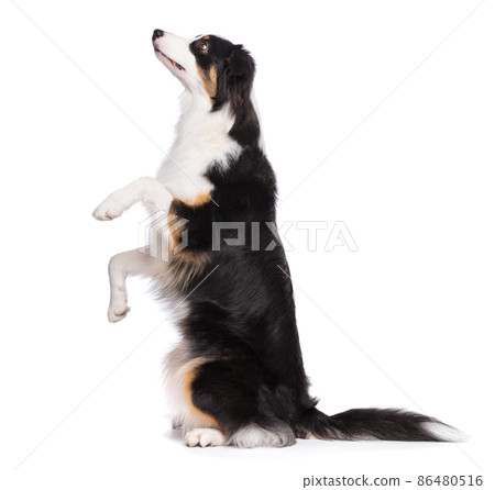 Australian Shepherd dog on white Australian Shepherd dog on white 86480516