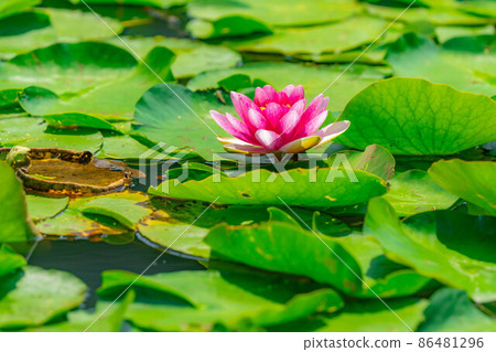 睡蓮花[長野縣] 86481296