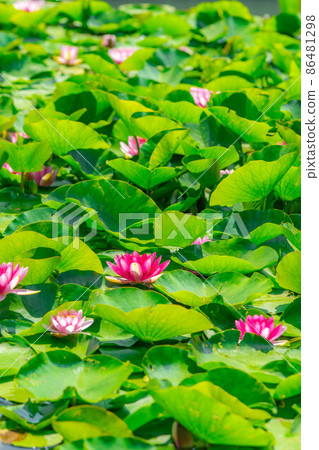 睡蓮花[長野縣] 86481298