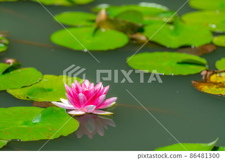 Water lily flower [Nagano Prefecture] 86481300