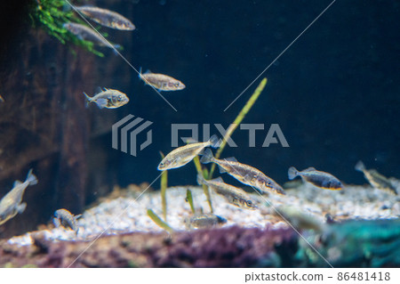 Aquamarine Inawashiro Kawasemi Aquarium Aquamarine Inawashiro Kawasemi Aquarium 86481418