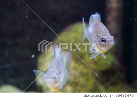 海藍寶石 Inawashiro Kawasemi Aquarium Bluegill 海藍寶石 Inawashiro Kawasemi Aquarium Bluegill 86481476
