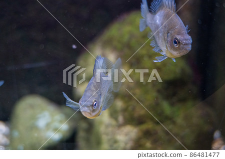 Aquamarine Inawashiro Kawasemi Aquarium Bluegill 86481477
