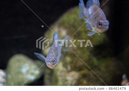 海藍寶石 Inawashiro Kawasemi Aquarium Bluegill 海藍寶石 Inawashiro Kawasemi Aquarium Bluegill 86481479
