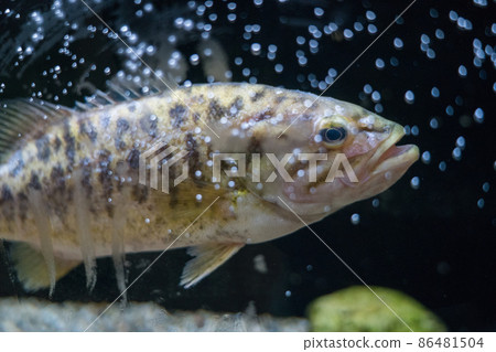 Aquamarine Inawashiro Kawasemi Aquarium Smallmouth Bass Aquamarine Inawashiro Kawasemi Aquarium Smallmouth Bass 86481504