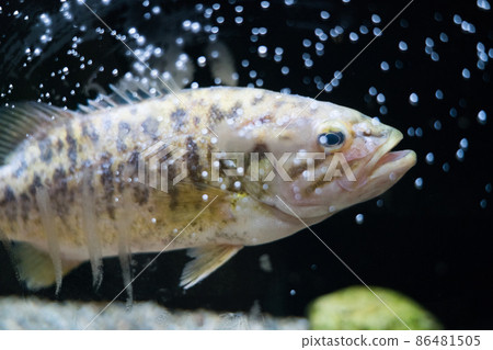 Aquamarine Inawashiro Kawasemi Aquarium Smallmouth Bass Aquamarine Inawashiro Kawasemi Aquarium Smallmouth Bass 86481505