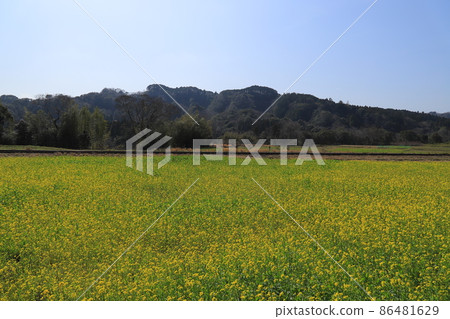 Local line Kominato Railway and rape blossoms on the Boso Peninsula Local line Kominato Railway and rape blossoms on the Boso Peninsula 86481629