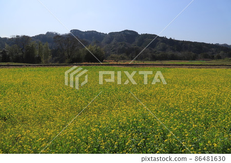 Local line Kominato Railway and rape blossoms on the Boso Peninsula Local line Kominato Railway and rape blossoms on the Boso Peninsula 86481630