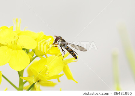 Marmalade hoverfly Marmalade hoverfly 86481990