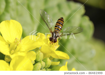 Marmalade hoverfly Marmalade hoverfly 86481999