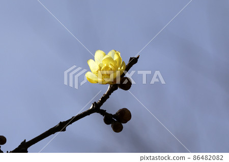 Lobai flower Lobai flower 86482082