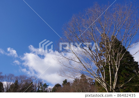 [冬季材料/冬季圖像]枯樹和冬季天空 86482435