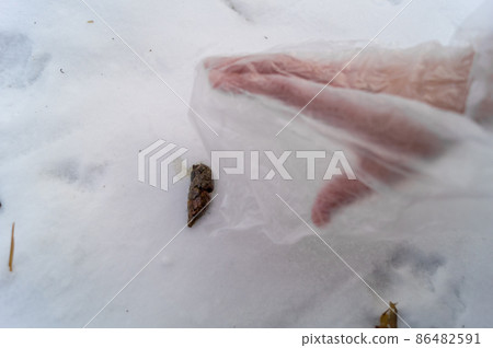 Picking of dog dung. Cleaning the area from dog feces in winter. Hand in a plastic bag for picking feces. Selective focus 86482591