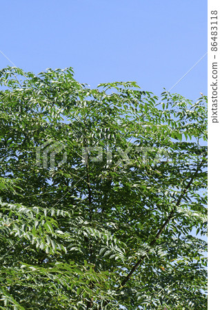 A large thick tree in a blink of an eye on an empty land 86483118