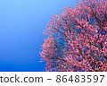 Plum blossoms in blue sky 86483597