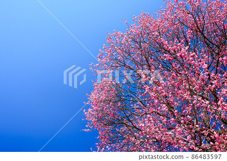 Plum blossoms in blue sky Plum blossoms in blue sky 86483597
