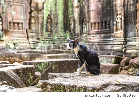 Ta Som temple in Angkor Wat 86483986