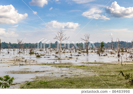 Swamp in Angkor Wat 86483998