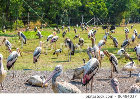 Birds in Zoo in Bangkok Birds in Zoo in Bangkok 86484037