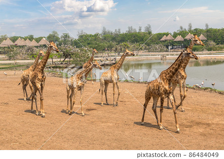 Giraffe in Zoo in Bangkok Giraffe in Zoo in Bangkok 86484049