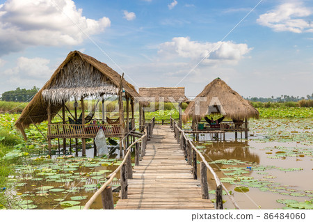 Lotus farm in Cambodia Lotus farm in Cambodia 86484060