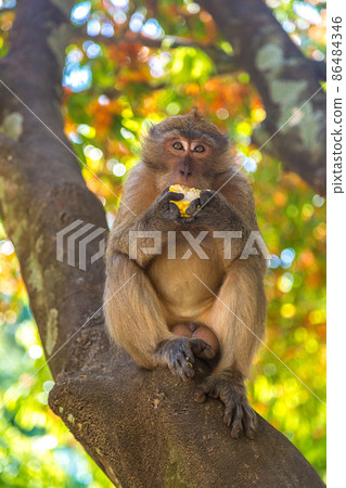 Monkey at Koh Phi Phi island 86484346