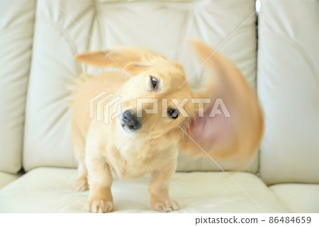 一隻搖晃你身體的微型臘腸犬 一隻搖晃你身體的微型臘腸犬 86484659